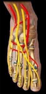 Podiart - láb felépítése - erek, idegek - lábbetegségek megelőzése, kezelése