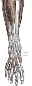 Podiart - láb felépítése - feszítő izmok - lábbetegségek megelőzése, kezelése