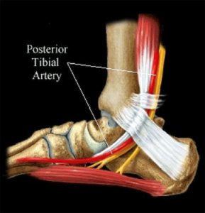 Podiart - láb felépítése - idegek - lábbetegségek megelőzése, kezelése